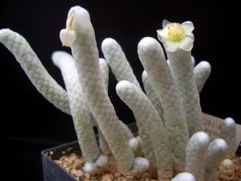Anacampseros papyracea