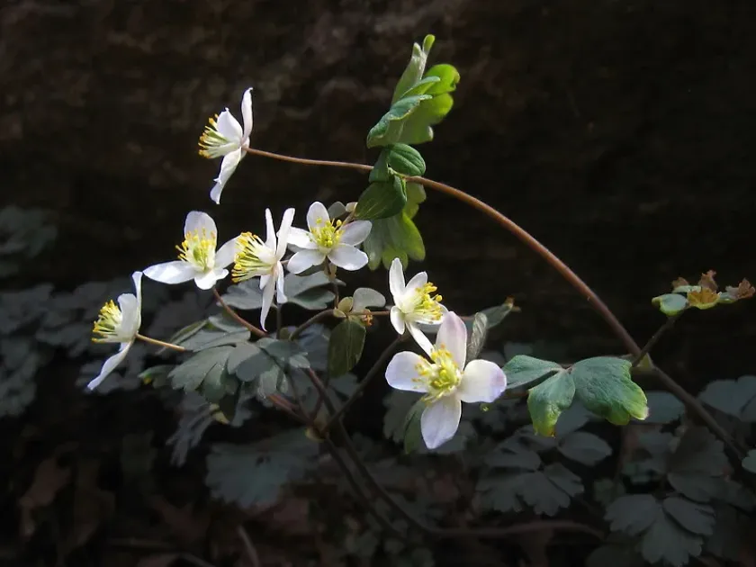 Anemone cathayensis