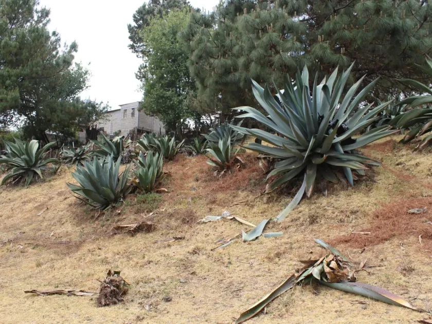 Agave mapisaga