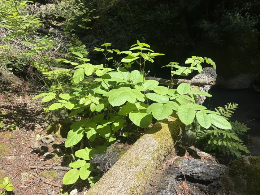California spikenard
