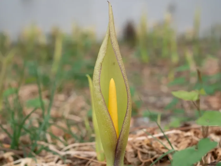 Arum concinnatum
