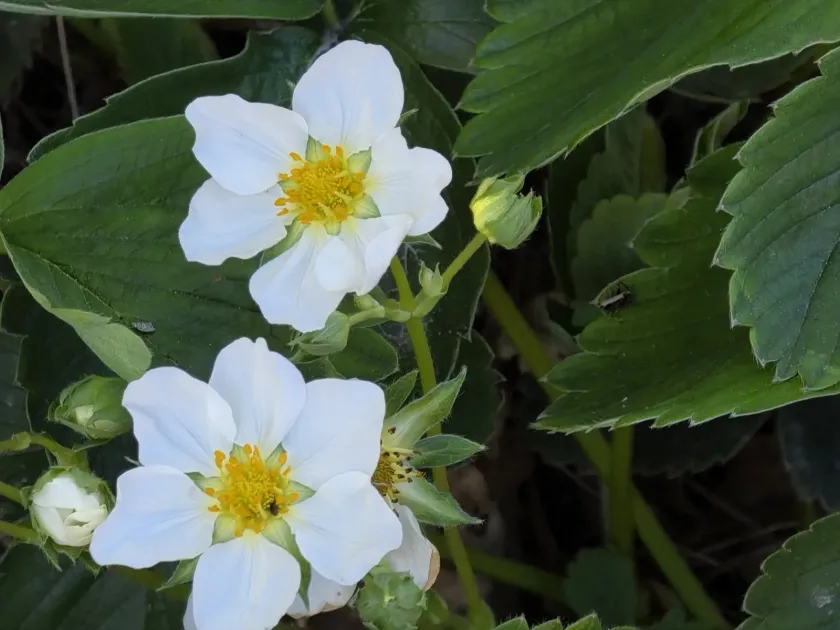 Garden strawberry