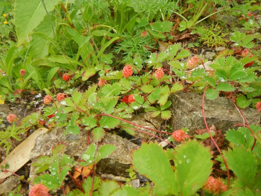 Iinuma's strawberry