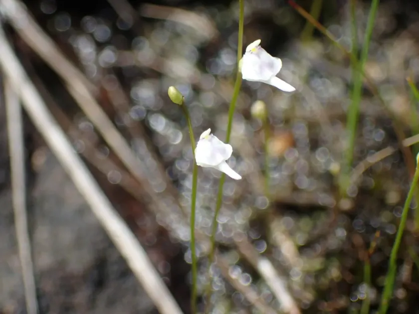 Utricularia arenaria