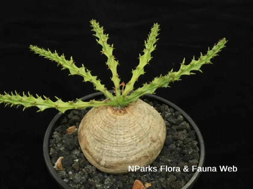Euphorbia decidua