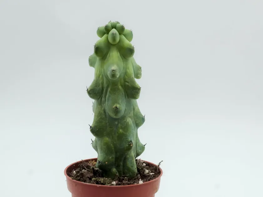 Myrtillocactus chimera