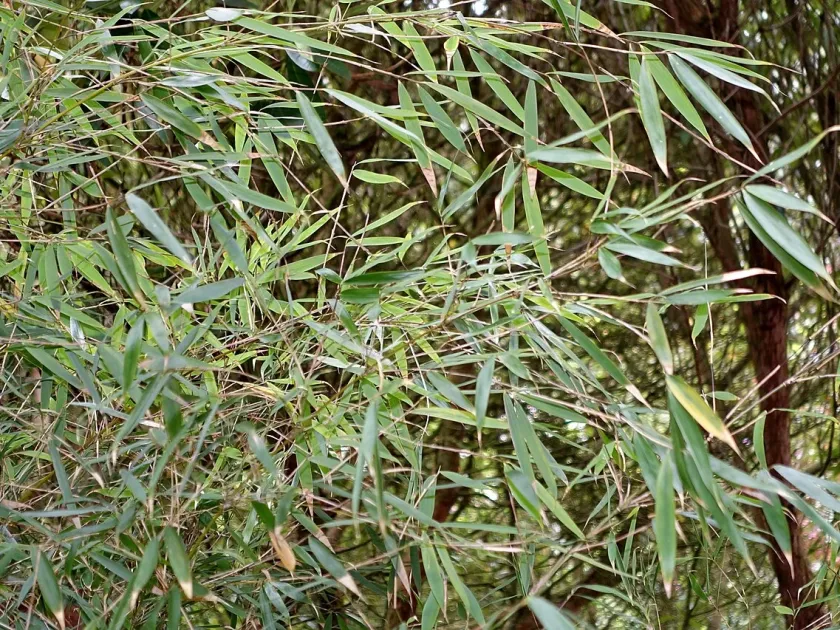 Fargesia dracocephala