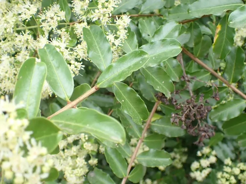 Galpinia transvaalica