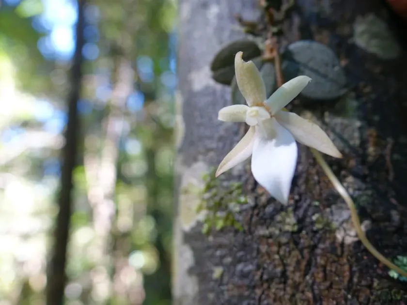 Aerangis punctata