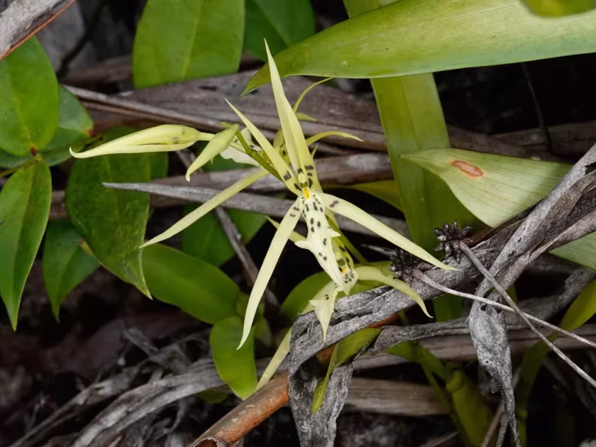 Brassia bidens