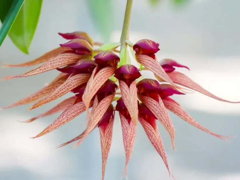 Bulbophyllum chlorascens