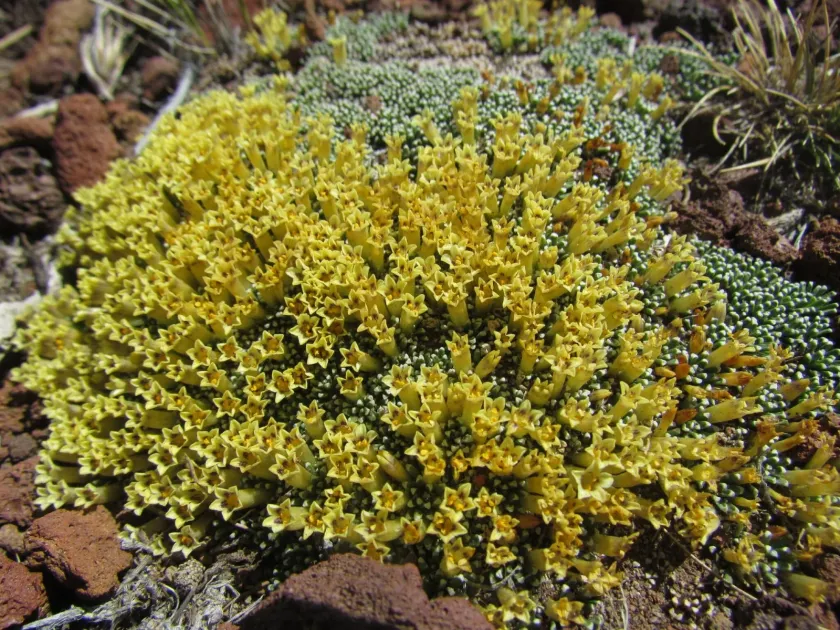 Benthamiella patagonica