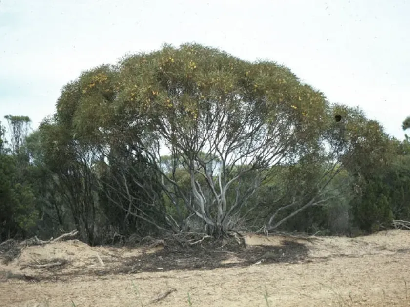 Eucalyptus deflexa