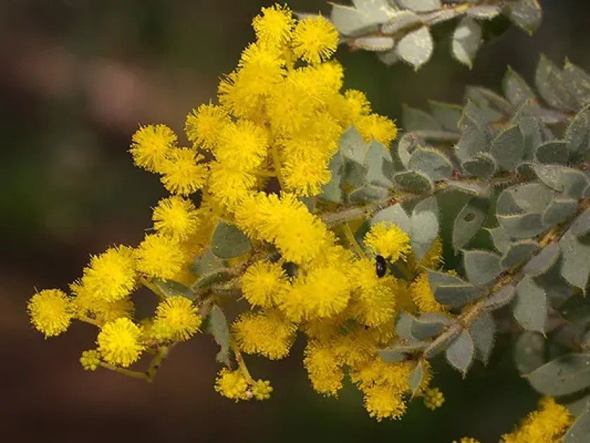 Hairy wattle