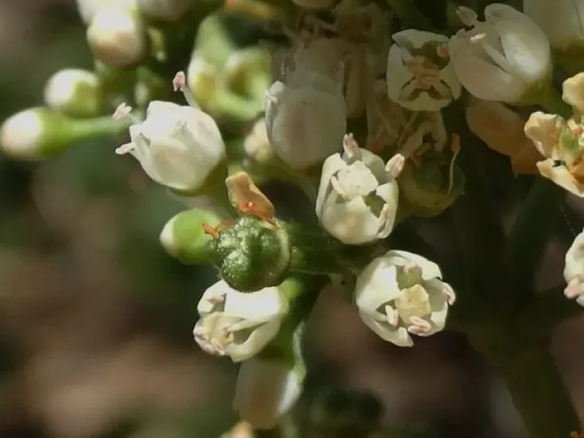 Plerandra pickeringii