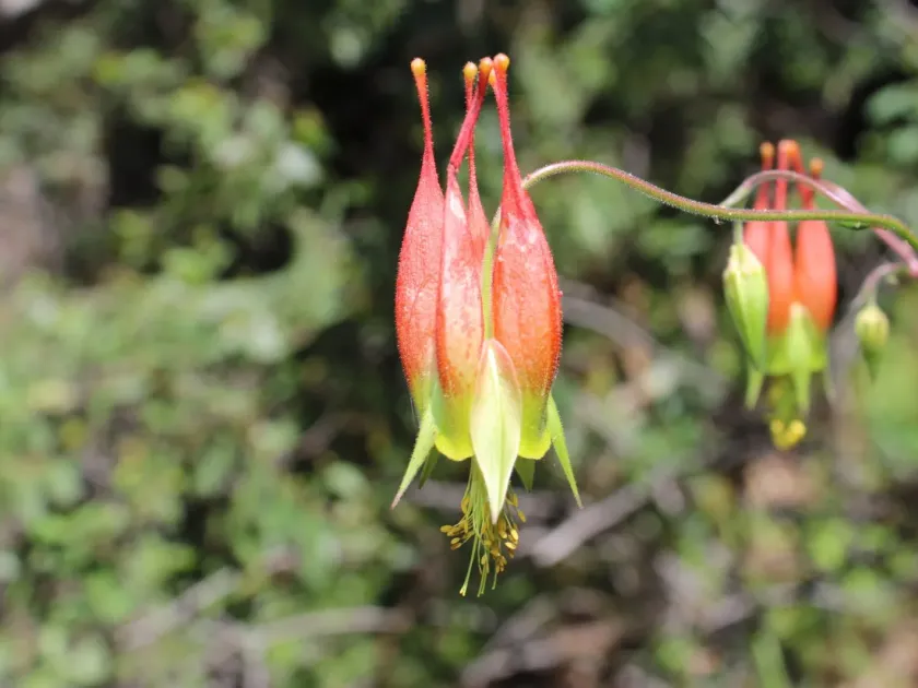 Skinner's columbine