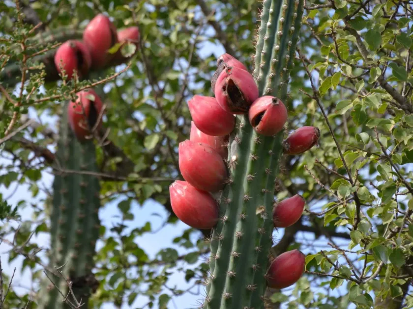 Cereus aethiops