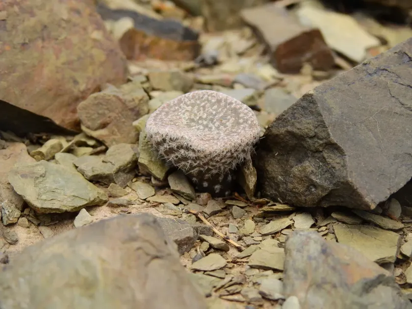 Maihueniopsis clavarioides