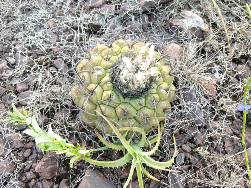 Discocactus ferricola