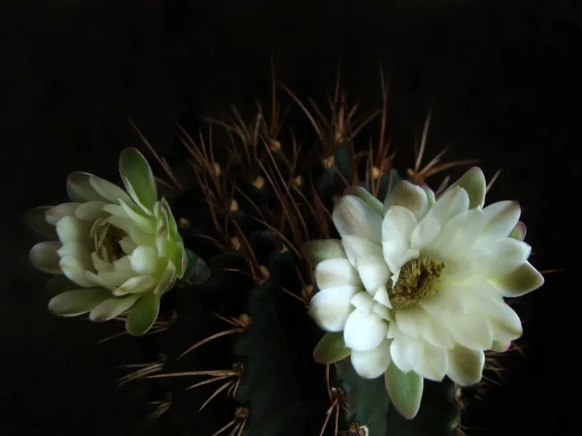 Gymnocalycium anisitsii