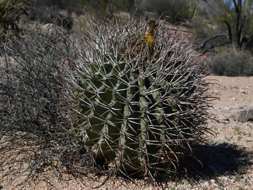 Ferocactus emoryi