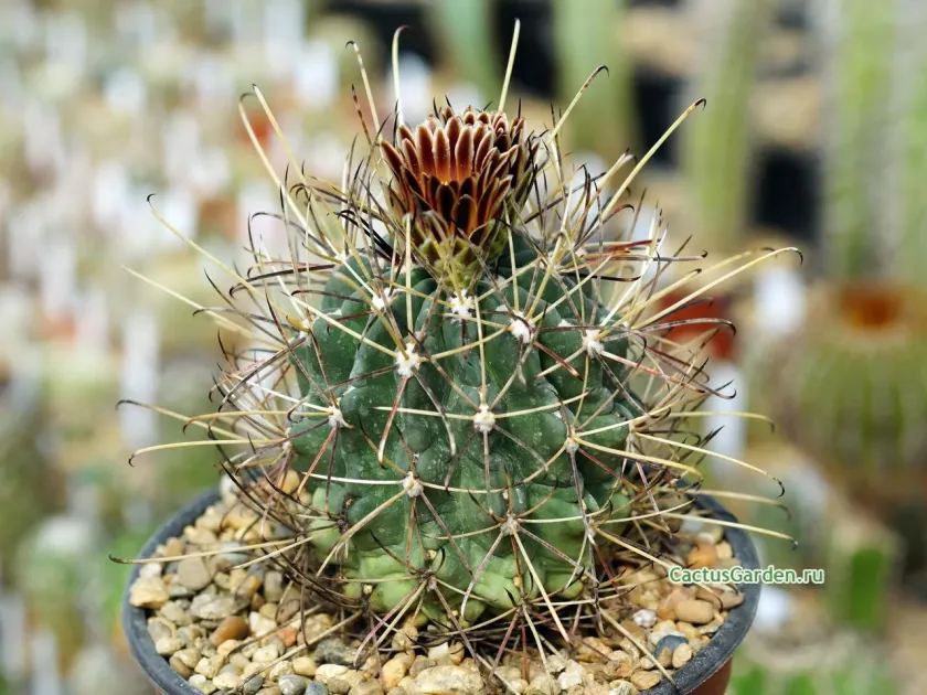 Glandulicactus uncinatus