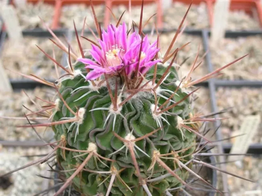 Echinofossulocactus ochoterenaus