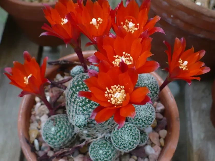 Aylostera albopectinata