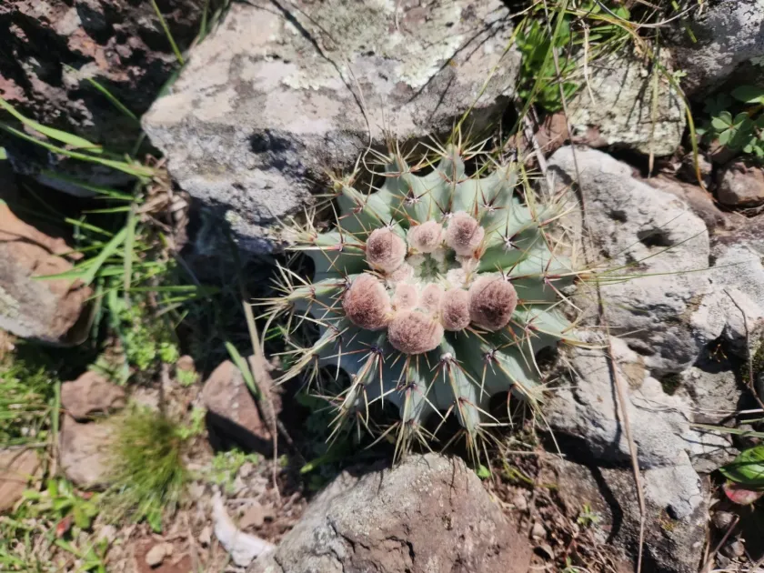 Notocactus buiningii
