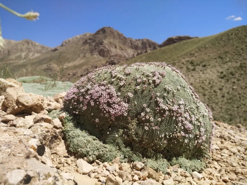 Gypsophila aretioides
