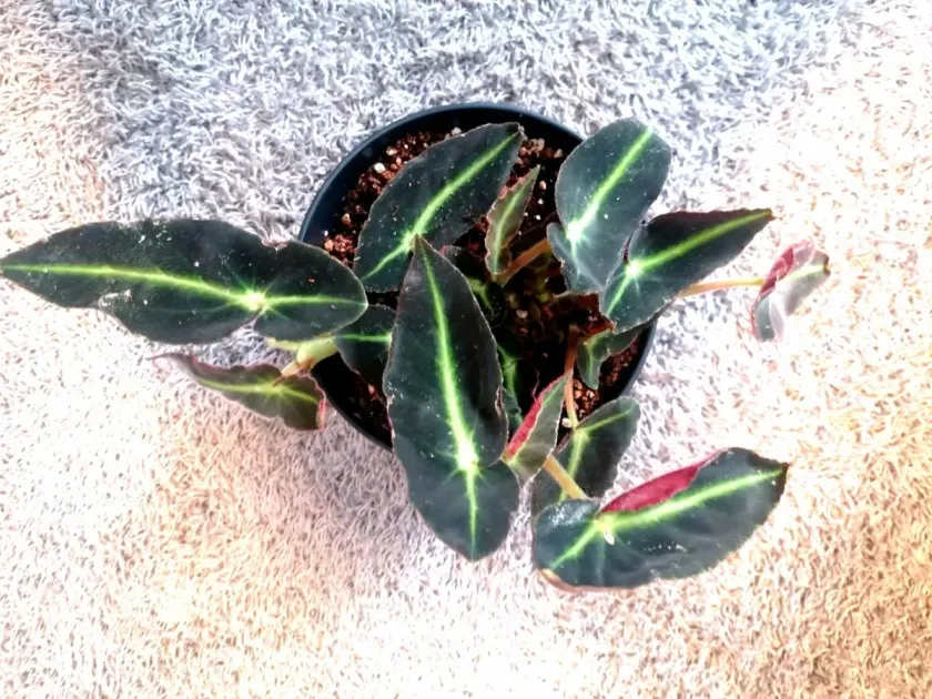 Begonia listada