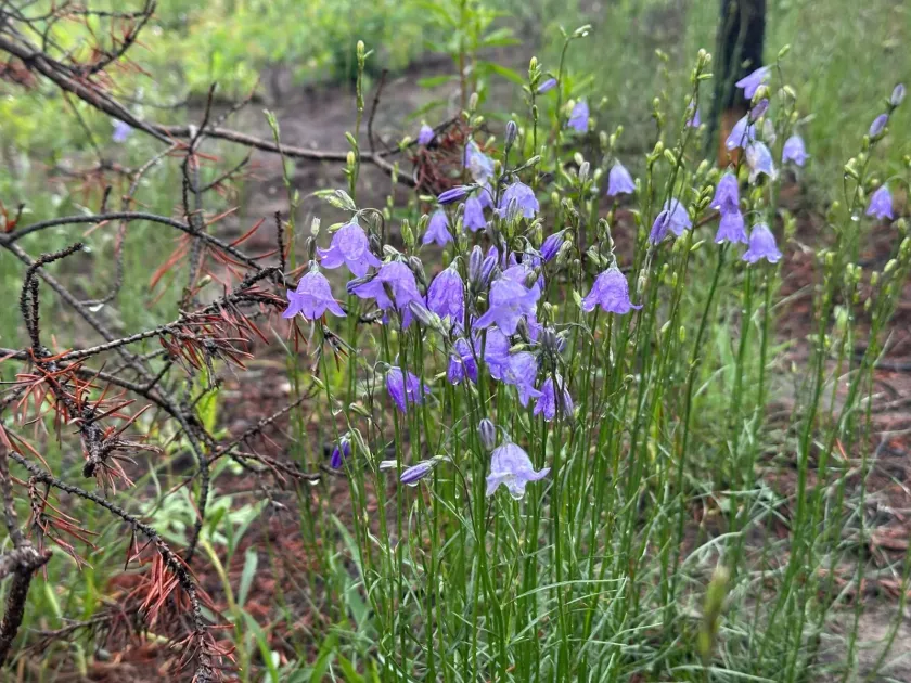 Дзвоник аляскинський