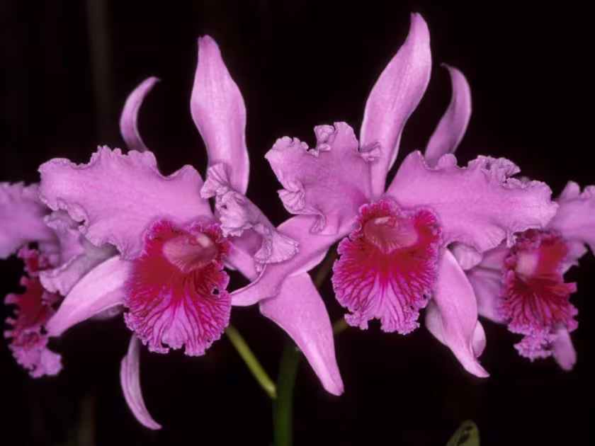 Cattleya lobata