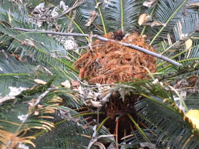 Rumph's Cycad
