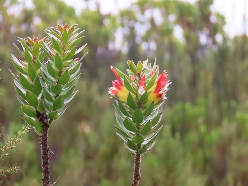 Mimetes hirtus