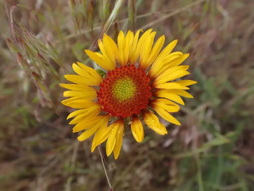 Gaillardia aristata