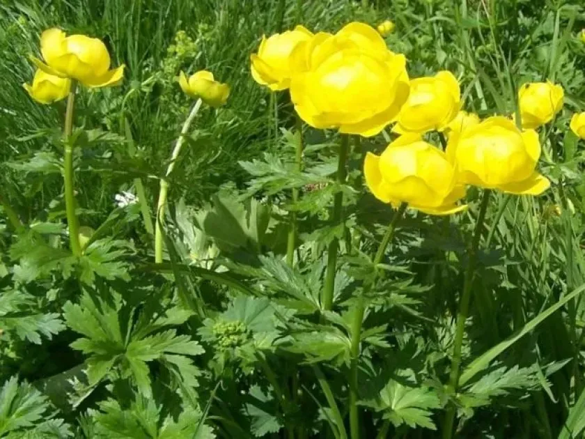 Купальница культурная