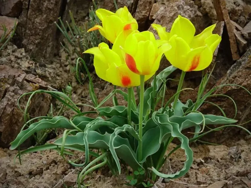 Tulipa albertii