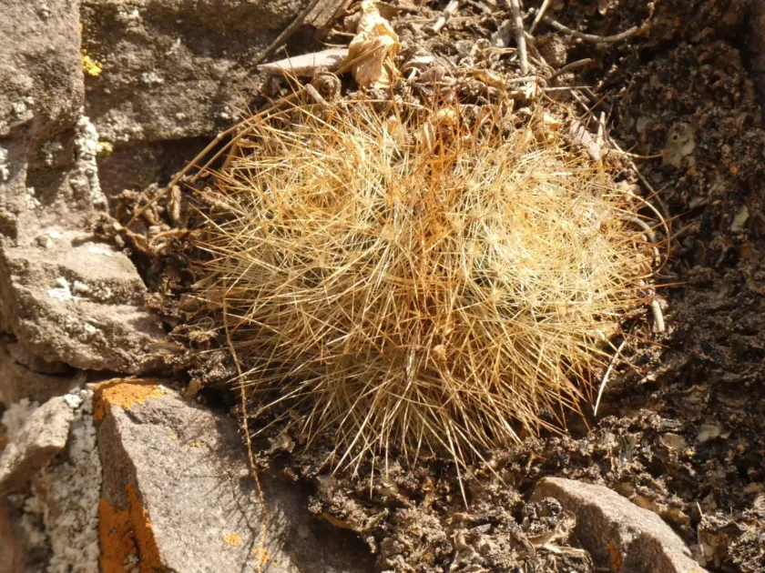 Aylostera fulviseta