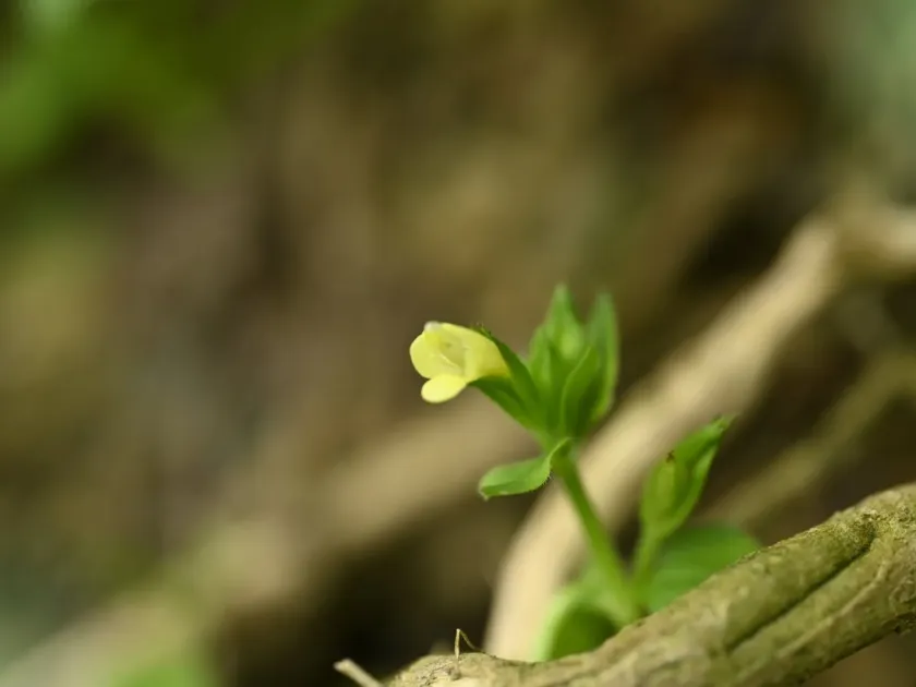 Torenia flava