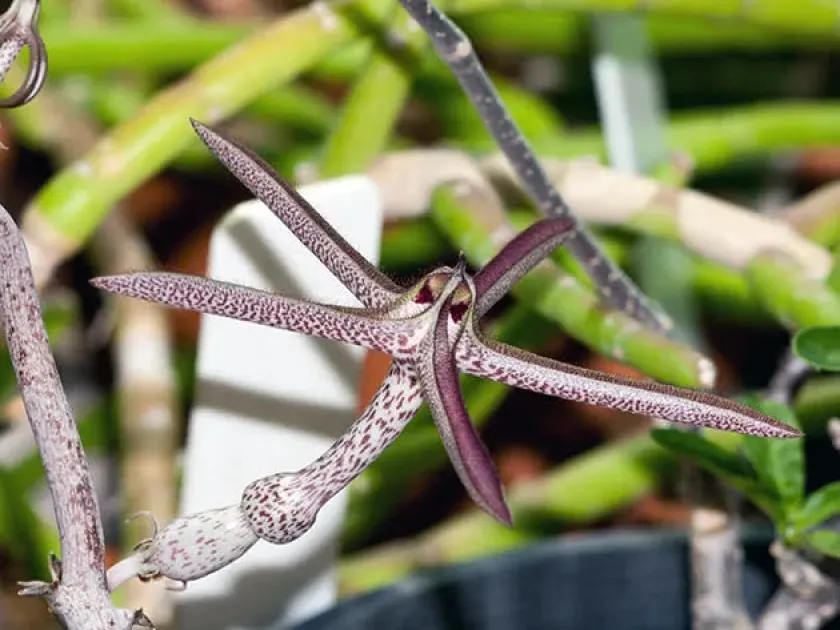 Ceropegia sandersonii