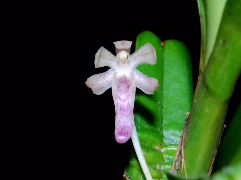 Cleisocentron pallens