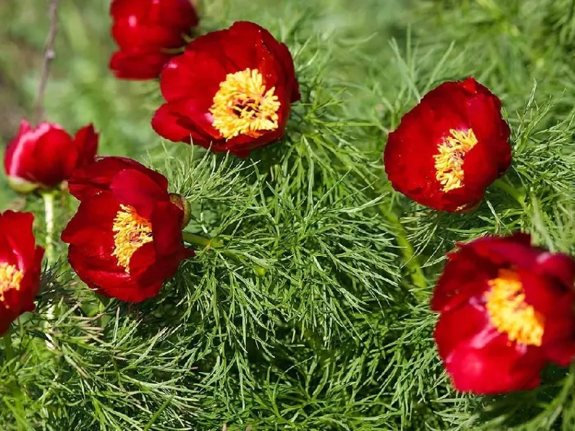 Steppe Peony