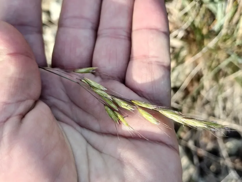 Desert oat grass