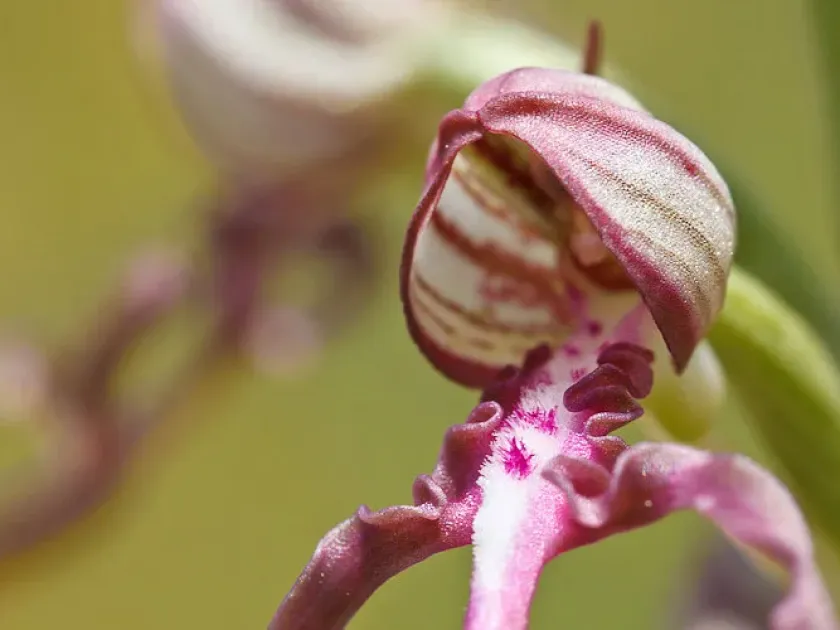Adriatic lizard orchid