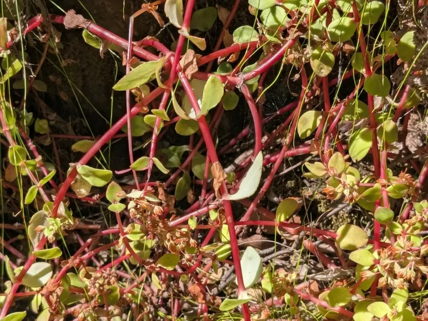 Crassula pellucida