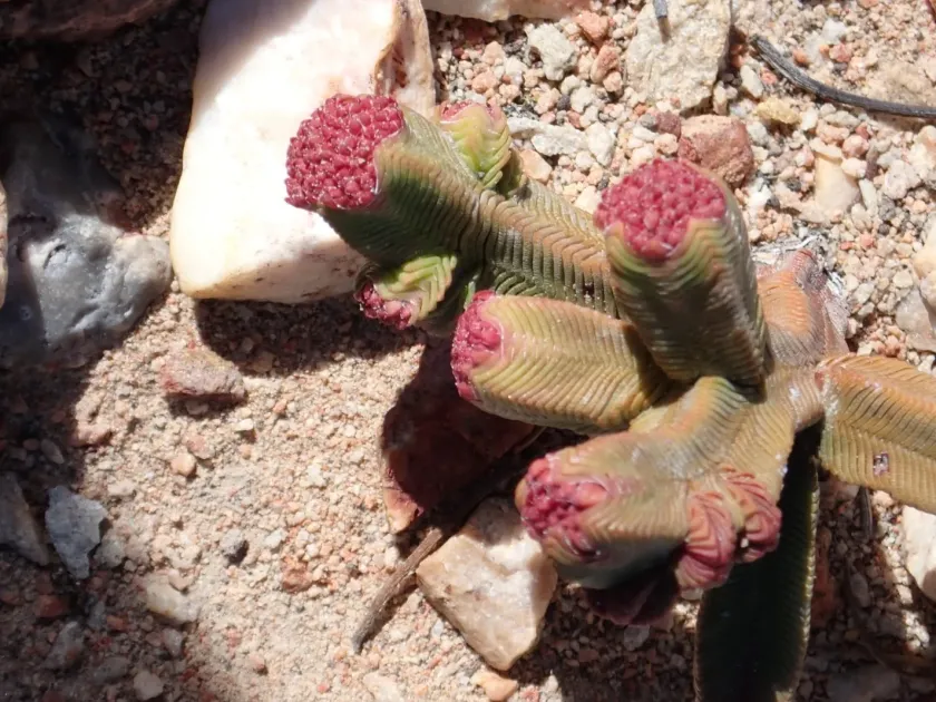 Crassula pyramidalis
