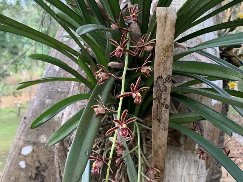 Cymbidium bicolor