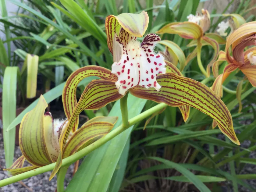Cymbidium concinnum