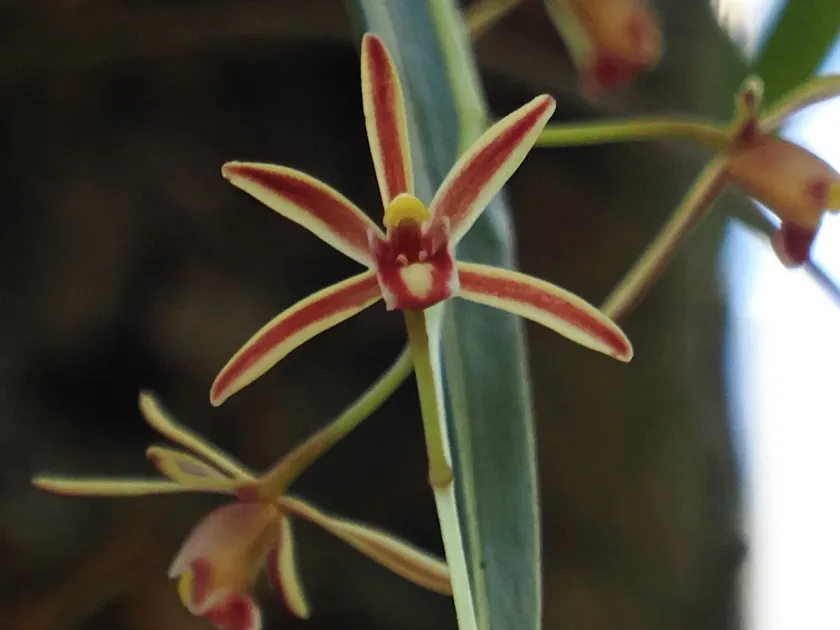 Cymbidium mannii